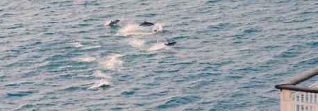 dolphins jump.jpg